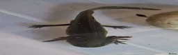 Axolotl reptiles for sale: Axolotl (Wild, Male) - Advert 4