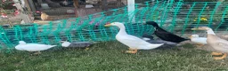 Ducks poultry for sale: Male runner ducks  - Advert 2