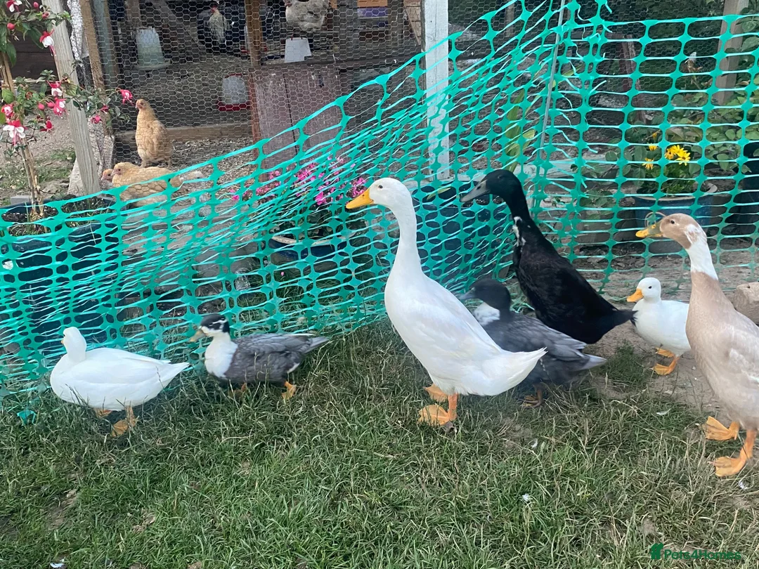 Ducks poultry for sale: Male runner ducks  - Advert 2