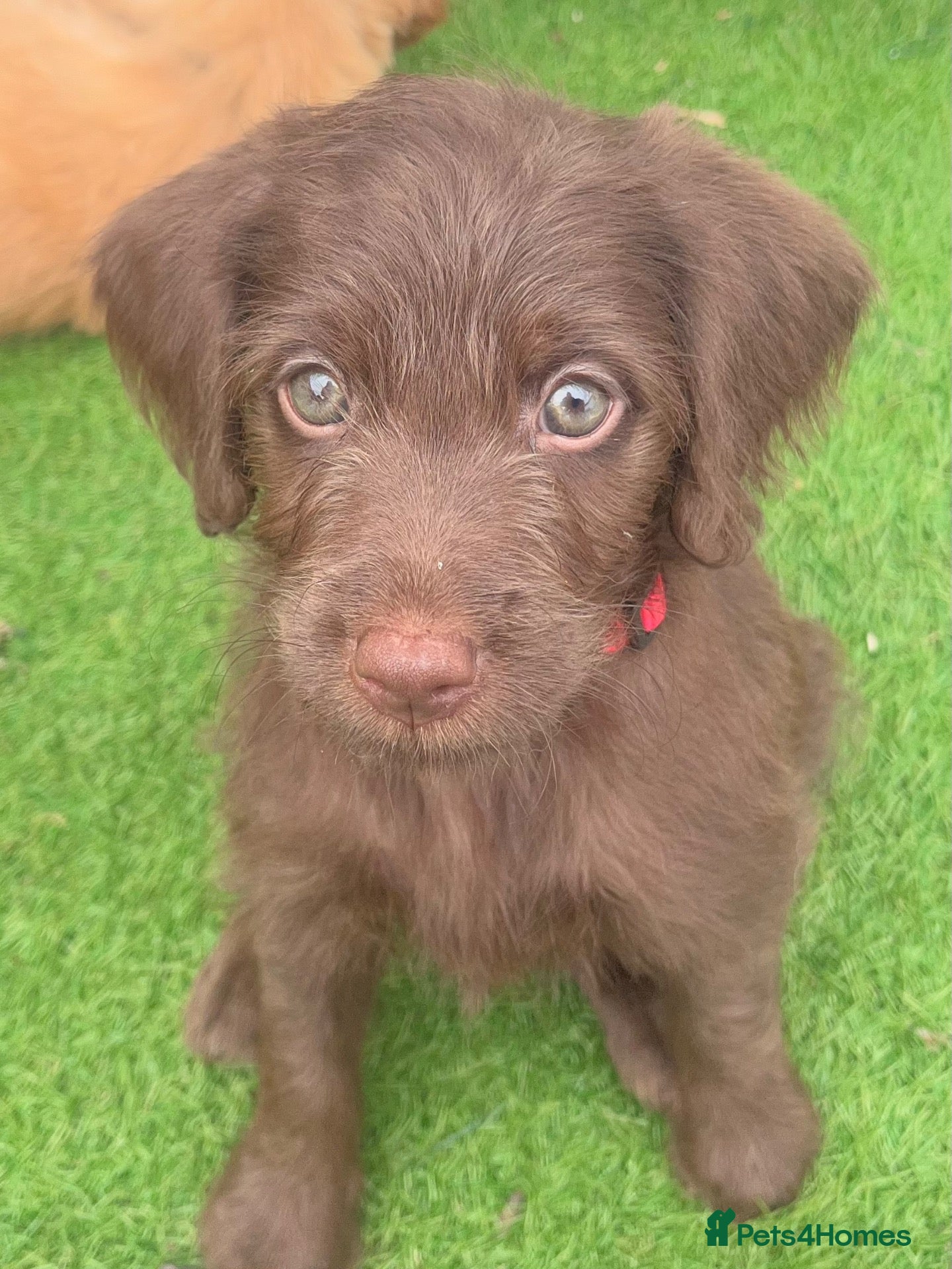 Labradoodle dogs Ready now - last few remaining  - Advert 1
