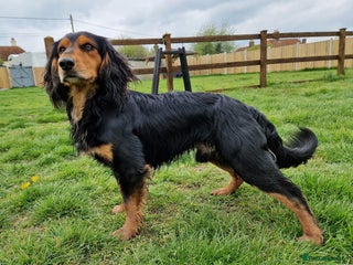 Cocker Spaniel dogs in Braintree - Advert 16