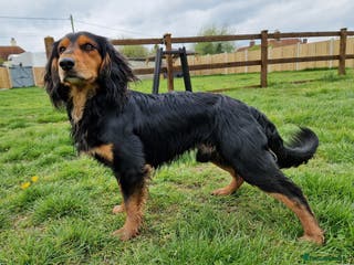 Cocker Spaniel dogs Health Tested Working Cocker Spaniel for Stud in Braintree - Advert 14