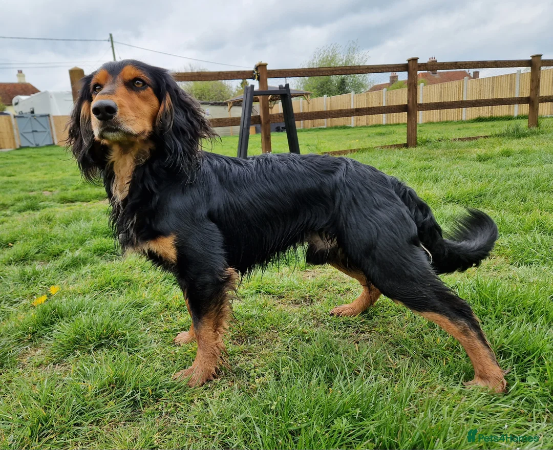 Cocker Spaniel dogs for stud: Health Tested Working Cocker Spaniel for Stud in Braintree - Advert 1