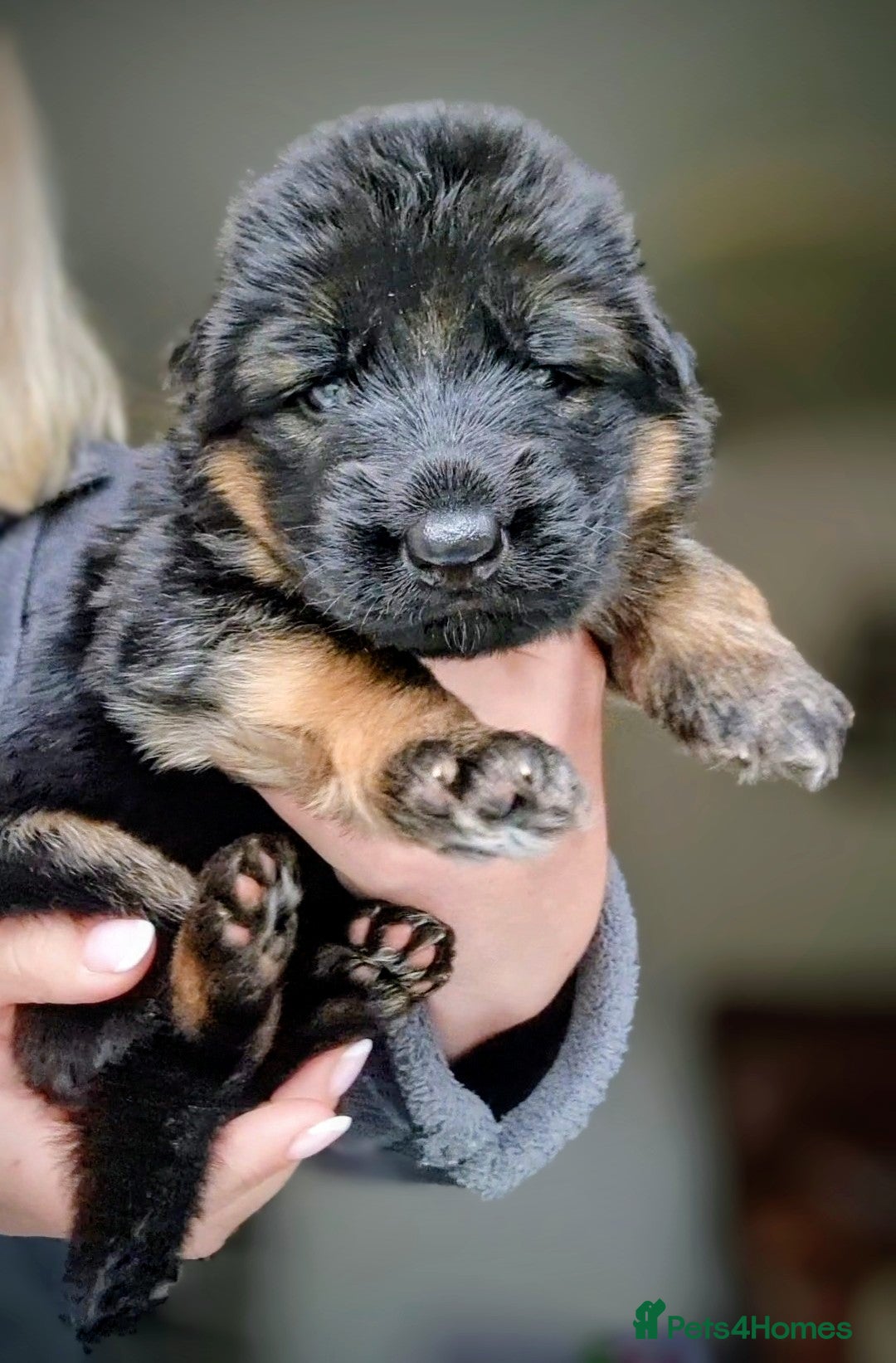 German Shepherd dogs for sale: German shepherd puppies KC register  - Image 12