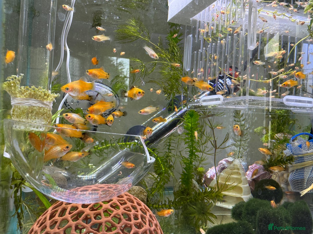 Platies fish for sale: Small platys for sale £1 each in Bromley - Image 19