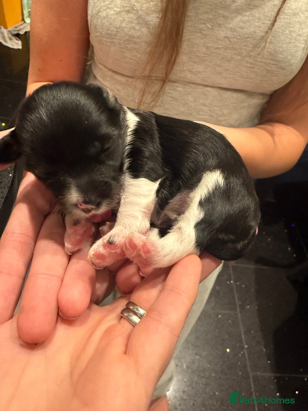 Mixed Breed dogs for sale: Stunning Merle chihuahua 2 girls ready 22nd dec - Advert 27