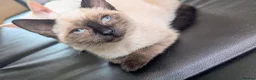 Siamese cats for sale: Seal point Siamese - Advert 5