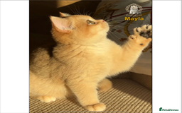 British Shorthair cats for sale: World Class Golden BSH/BLH Chinchilla, Shaded & CP - Image 35