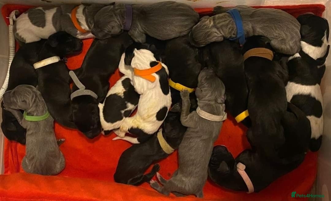 Great Dane dogs for stud: KC REG - health tested - Well proven in Wisbech - Image 4