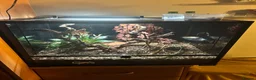 Gecko reptiles for sale: Juvenile gargoyle gecko with set up in Halifax - Advert 3