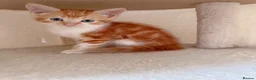 Mixed Breed cats for sale: Fiji, Ginger and white male kitten - Advert 8