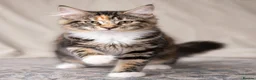 Maine Coon cats for sale: Stunning Maine Coon kittens ready for a new home. - Advert 2