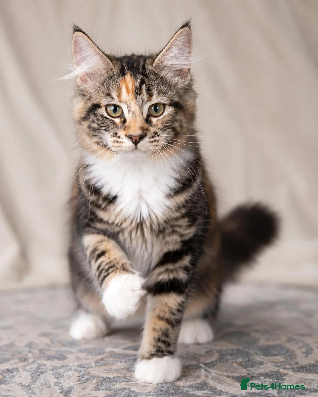 Maine Coon cats for sale: Stunning Maine Coon kittens ready for a new home. - Advert 2