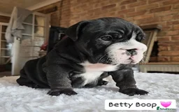English Bulldog dogs for sale: Outstanding KC English Bulldogs, Top Quality Pups - Image 16