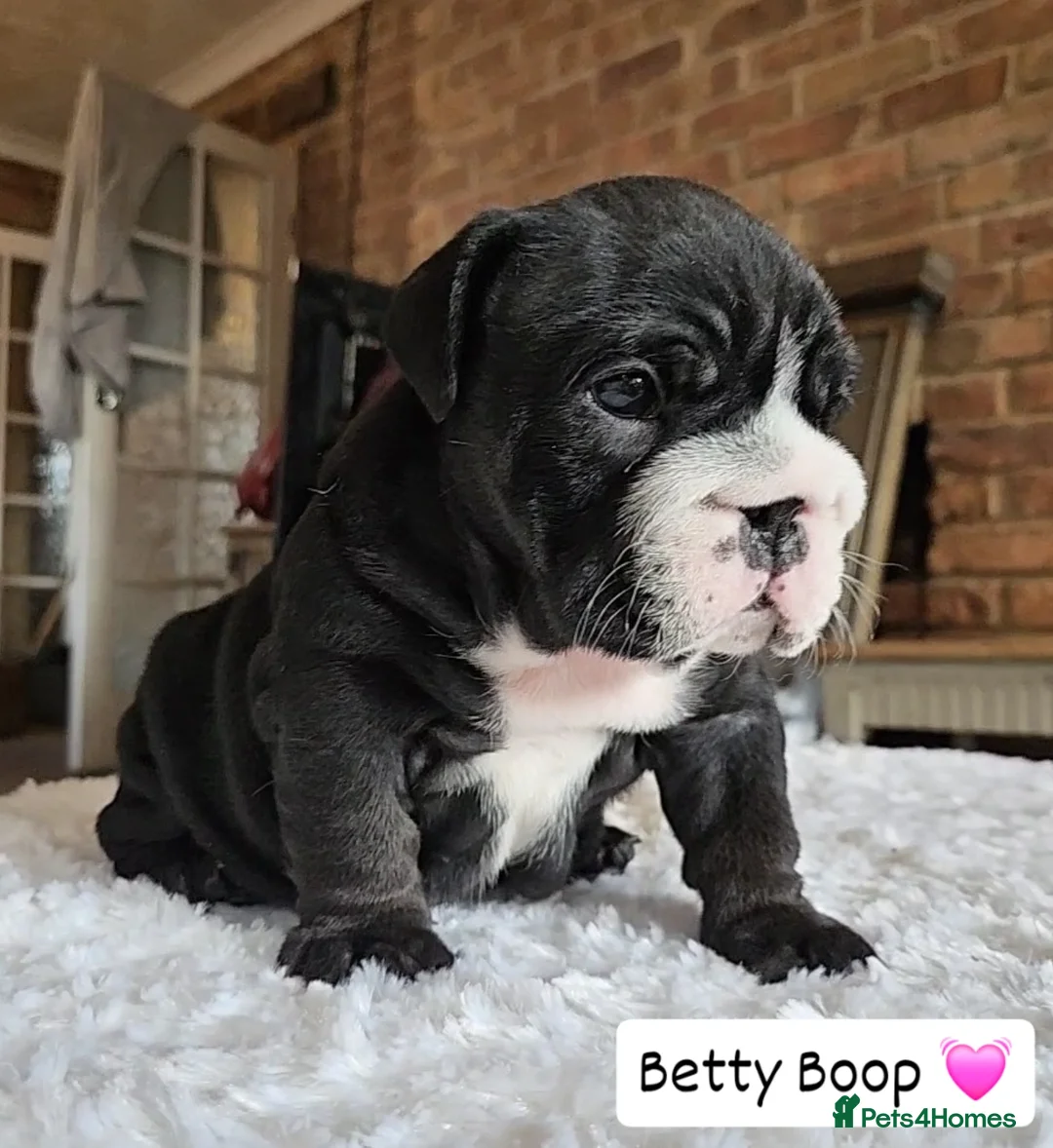 English Bulldog dogs for sale: Outstanding KC English Bulldogs, Top Quality Pups - Image 16