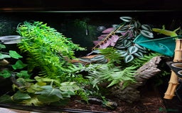 Gecko reptiles for sale: Madagascar Giant Day Gecko high red for sale - Image 3