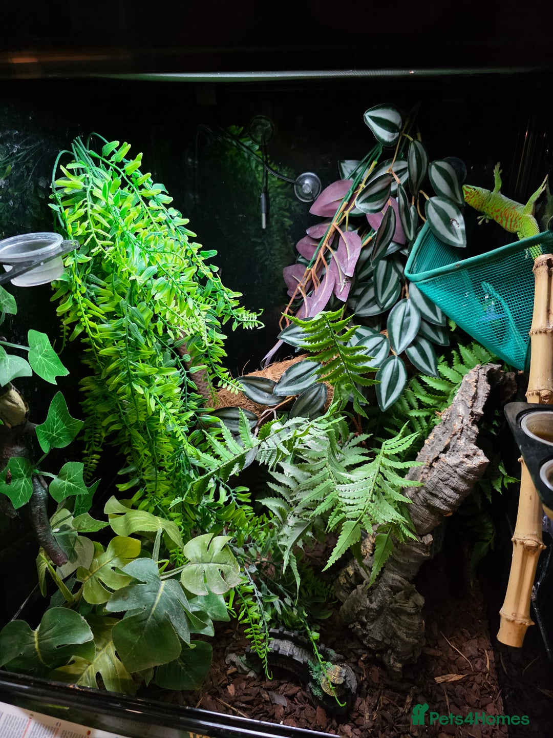 Gecko reptiles for sale: Madagascar Giant Day Gecko high red for sale - Image 3