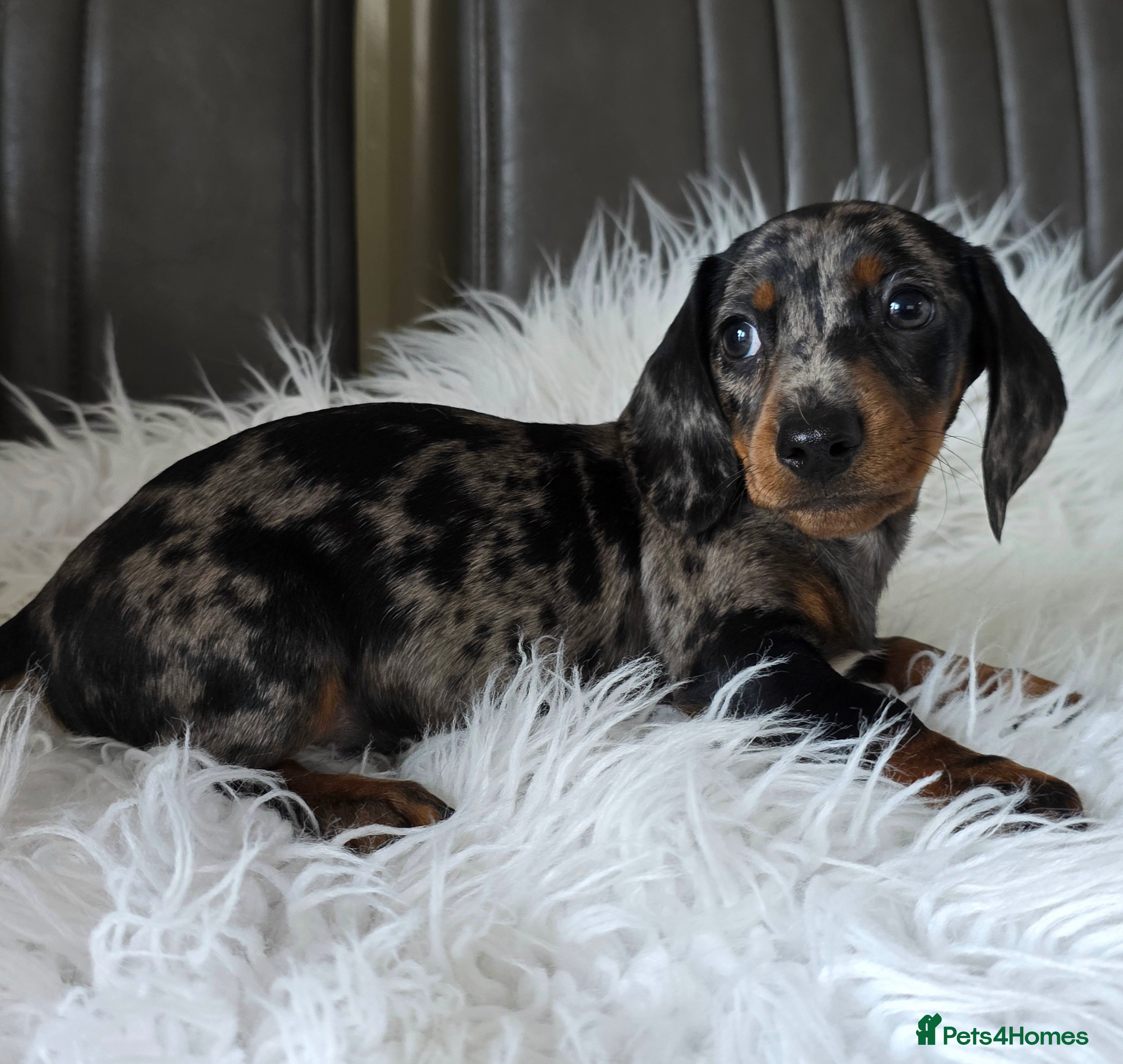 Miniature Dachshund dogs for sale: KC reg, mini daxi. 5* licensed - Advert 2