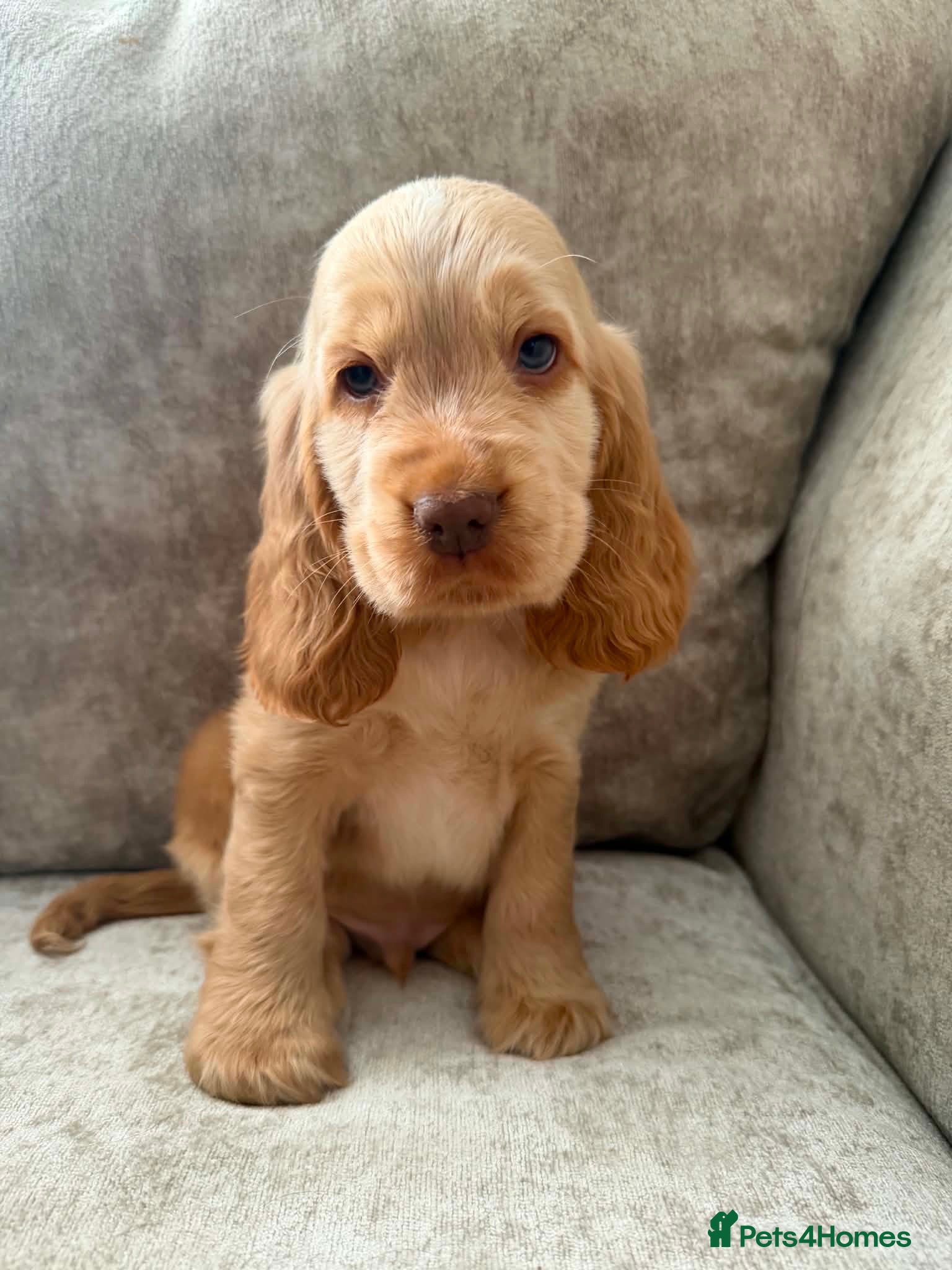 Cocker Spaniel dogs Show type KC registered cocker spaniels  - Advert 1