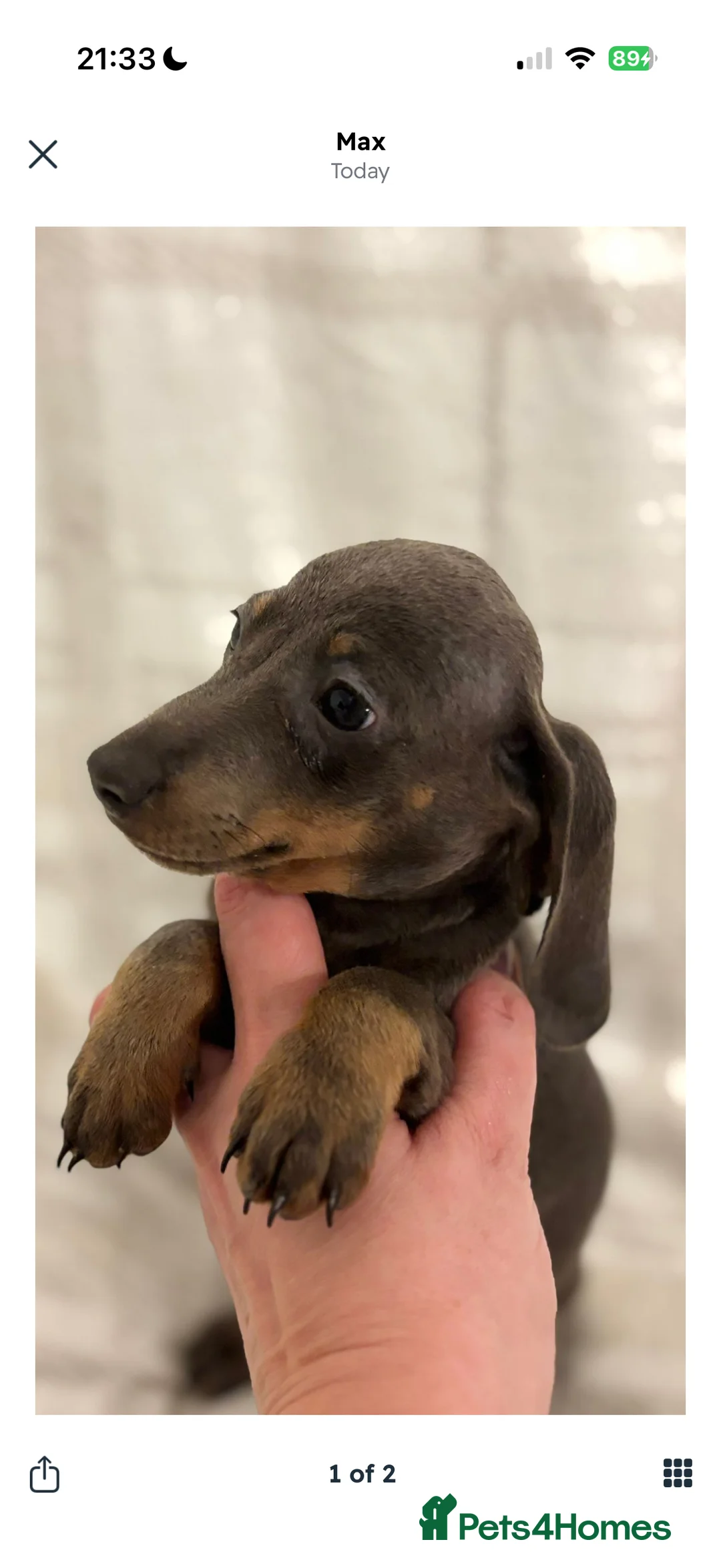 Dachshund dogs for sale: Dash hound for sale - Advert 3