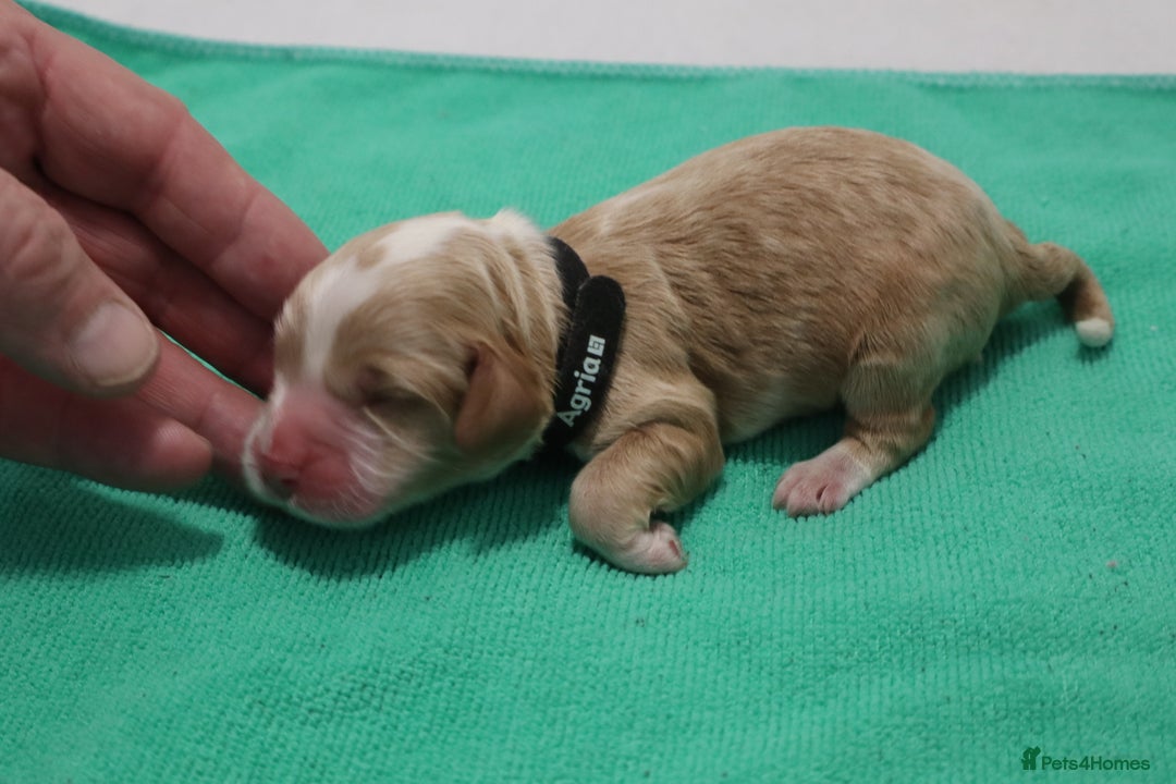 Cockapoo dogs for sale: 5 * BREEDERS, ELITE COCKAPOOS F1 PUPPIES - Advert 8