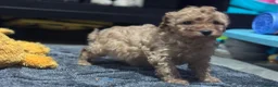 Cavapoo dogs for sale: One Male ready to leave now   - Advert 13