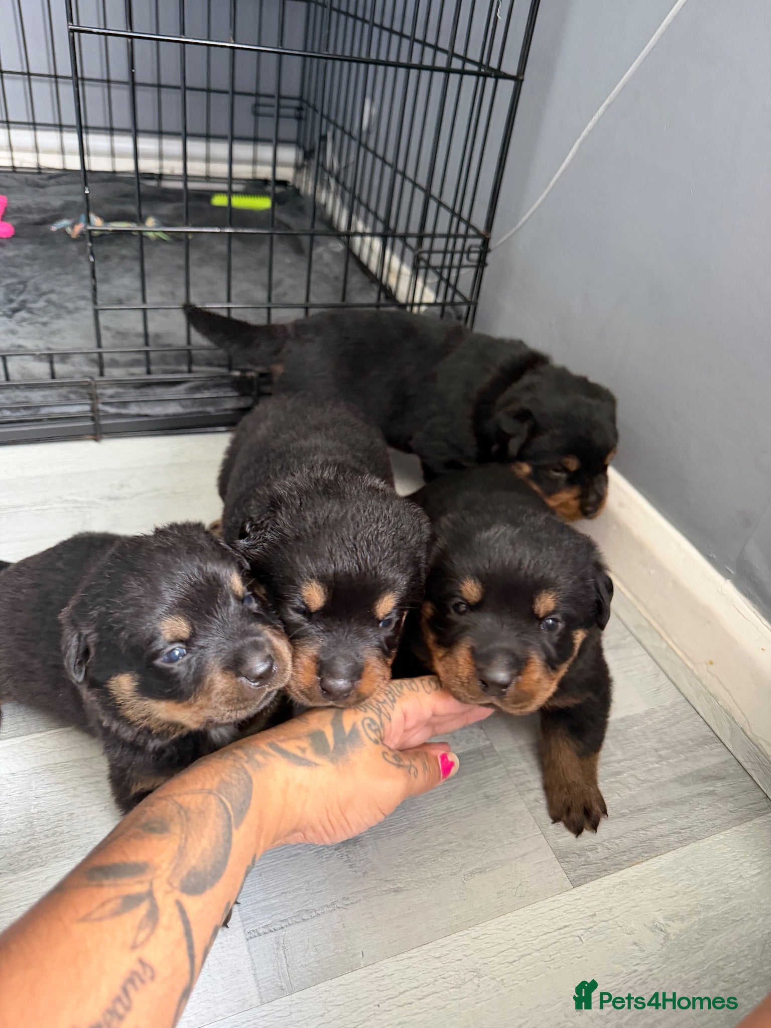 Rottweiler dogs Full German Rottweiler  - Advert 5