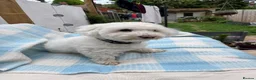 Bichon Frise dogs for sale: Rehome in London - Advert 2