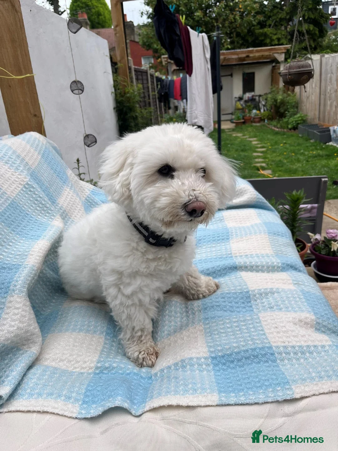 Bichon Frise dogs for sale: Rehome in London - Advert 2