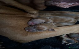 Dogue De Bordeaux dogs for sale: 🐾Dogue de Bordeaux Puppies Champion Bloodlines  - Image 12