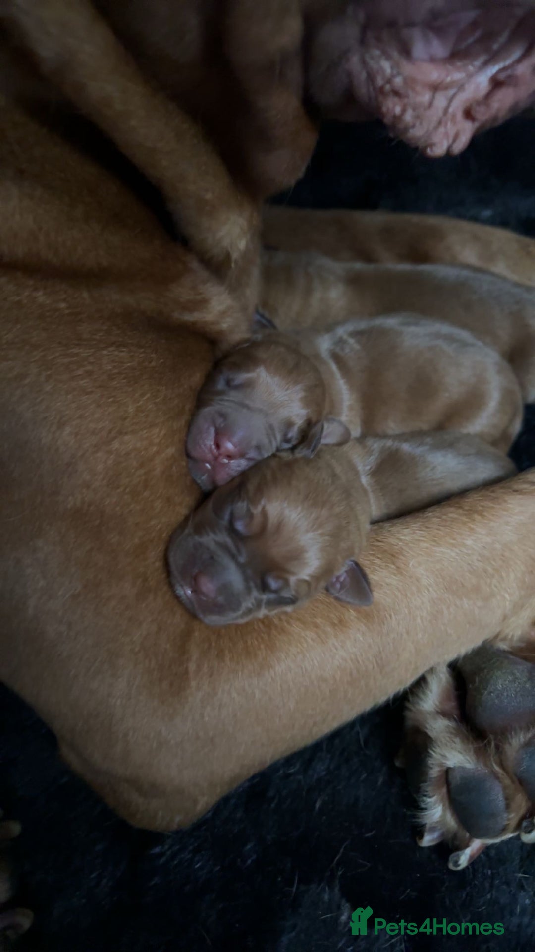 Dogue De Bordeaux dogs for sale: 🐾Dogue de Bordeaux Puppies Champion Bloodlines  - Image 12