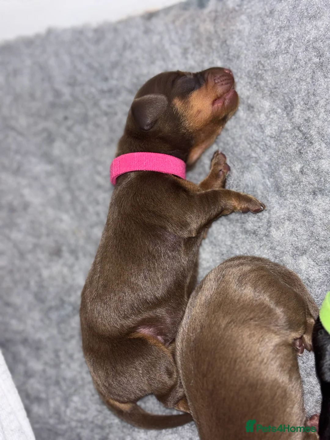 Dachshund dogs for sale: Miniature and standards dachshund pups - Advert 6