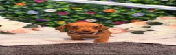 Dachshund dogs for sale: Standard Dachshund Puppies - READY NOW - Advert 14