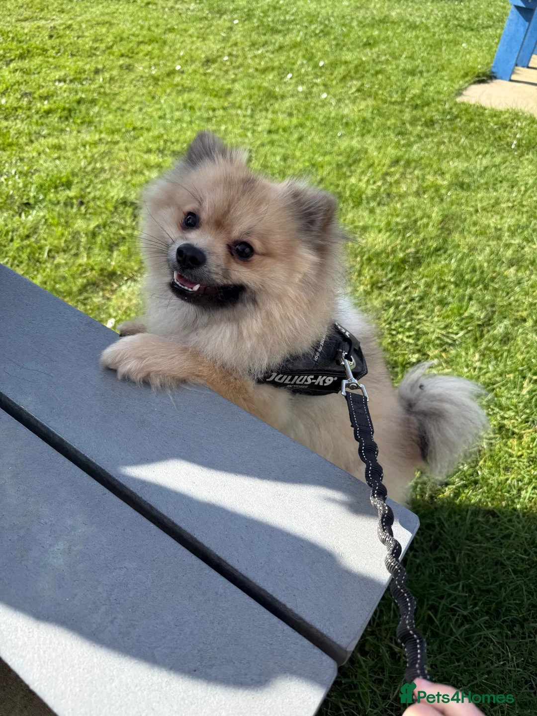 Pomeranian dogs for sale: Gorgeous loving boy - Advert 6