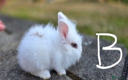 Lionhead rabbits for sale: baby lionheads for sale now 1 boy and 1 girl 😍 - Image 3