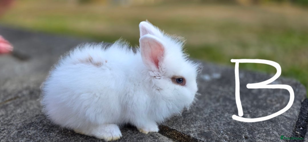 Lionhead rabbits for sale: baby lionheads for sale now 1 boy and 1 girl 😍 - Image 3