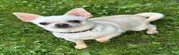 Pomchi dogs for sale: Beautiful Pomchi puppies  - Advert 13