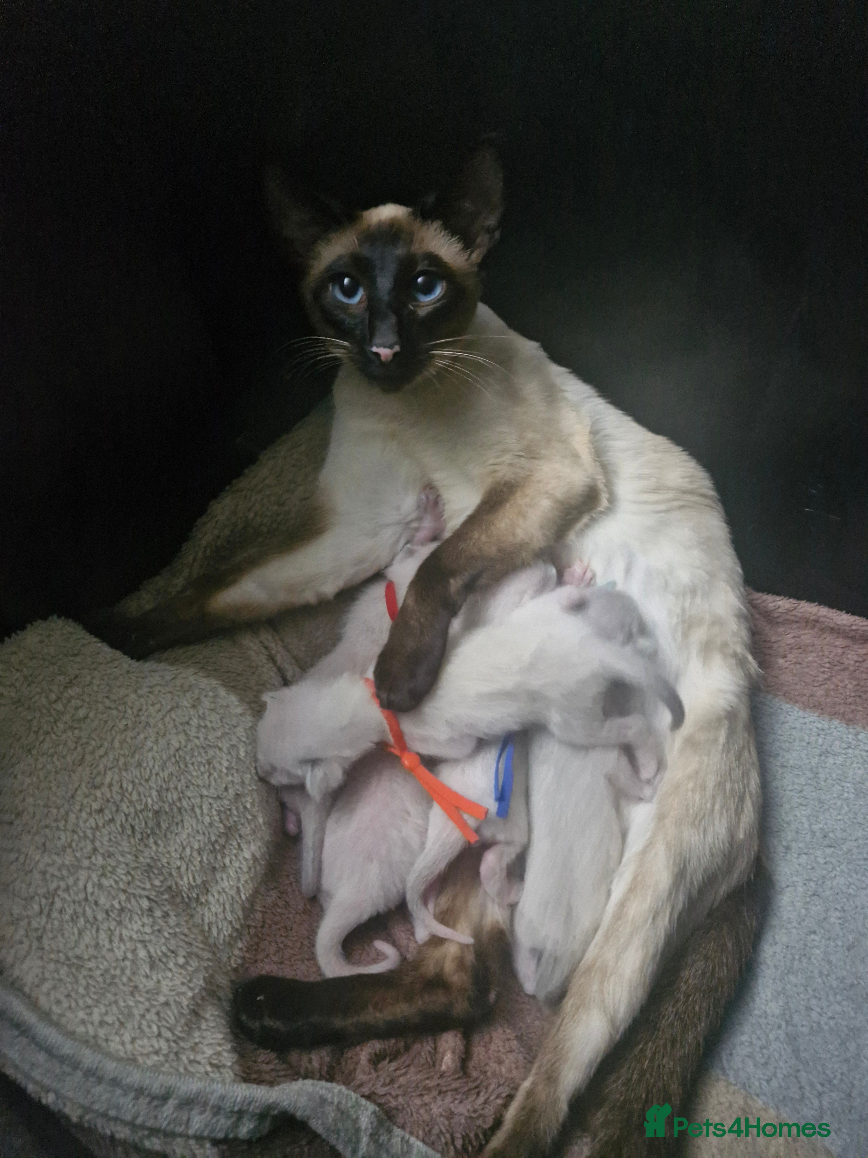 Siamese cats Siamease - Advert 4