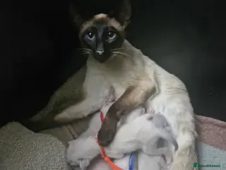 Siamese cats Siamease - Advert 4