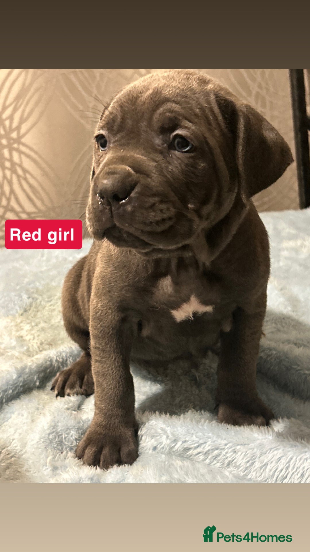Cane Corso dogs for sale: 🐾 Stunning Cane Corso Puppies Available! 🐾 - Advert 14