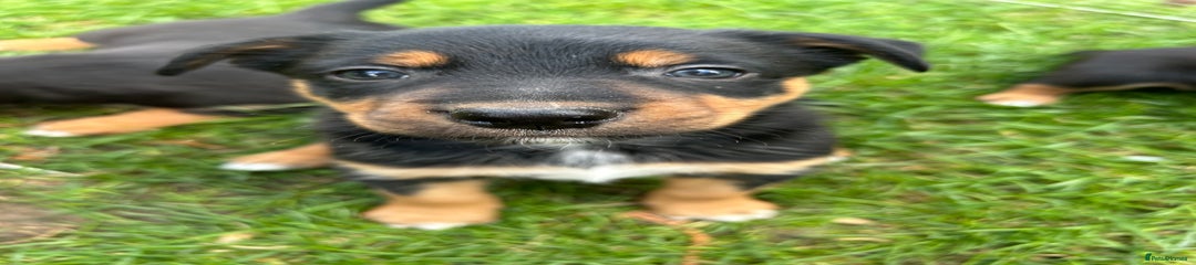 Mixed Breed Puppy 2