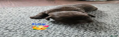 Sprocker 5