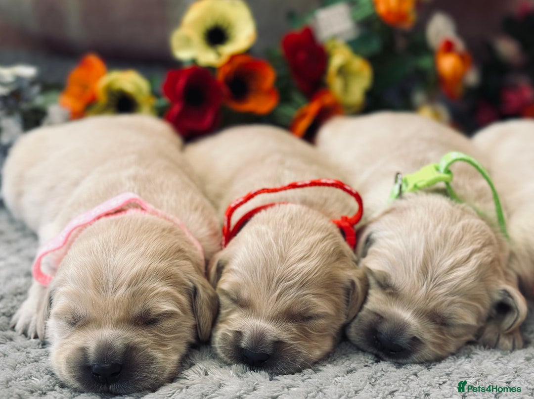 Golden Retriever dogs for sale: Fully health tested clear golden retriever puppies - Image 20