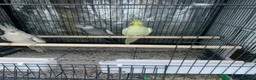 Cockatiels birds for sale: Cockatiel birds for sale - Advert 2