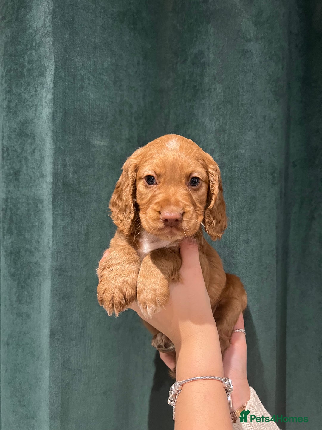Cocker Spaniel dogs for sale: Cocker Spaniel Puppy  - Advert 1