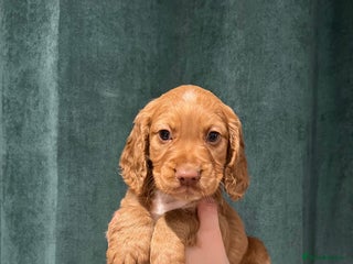 Cocker Spaniel dogs Cocker Spaniel Puppy - Advert 1