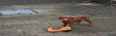 Hungarian Vizsla 3