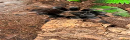 Tarantulas invertebrates for sale: Tarantulas for sale in Warrington - Advert 8