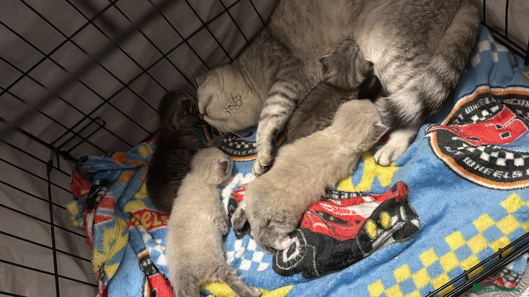 British Shorthair cats for sale: Half British shorthair half ragdoll kitten  - Advert 3