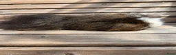 Guinea Pig rodents for sale: Range of boar pairs available - Advert 5